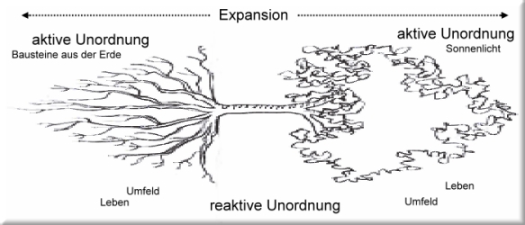 GOLD-DNA Expansion des Baumes