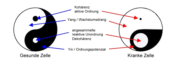 GOLDENE PHILHARMONIE Yin Yang Zelle